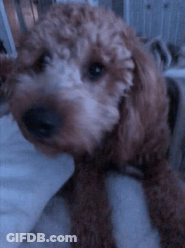 A Small Brown Dog Laying On A Bed With A White Blanket GIF