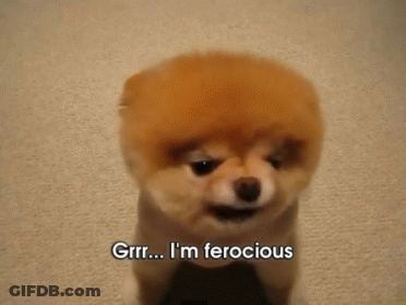 A Small Brown Dog Says I 'M Ferocious GIF