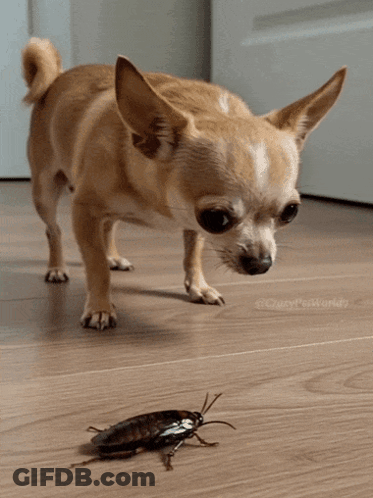 A Small Brown Dog Standing Next To A Cockroach On The Floor GIF