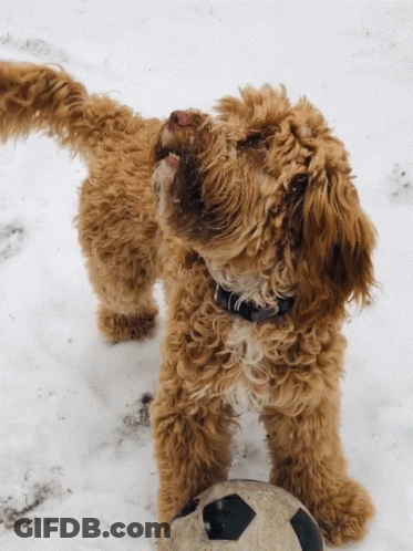 A Small Brown Dog Standing Next To A Soccer Ball In The Snow GIF