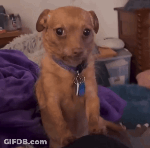 A Small Brown Dog Wearing A Blue Collar And A Blue Tag GIF