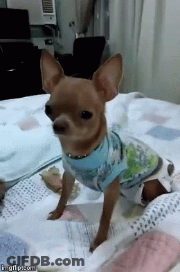 A Small Brown Dog Wearing A Blue Shirt Is Laying On A Bed GIF