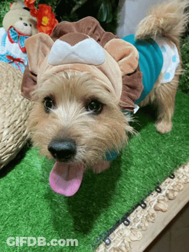 A Small Brown Dog Wearing A Lion Costume With Its Tongue Hanging Out GIF