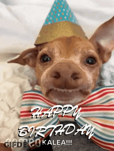 A Small Brown Dog Wearing A Party Hat And Bow Tie GIF