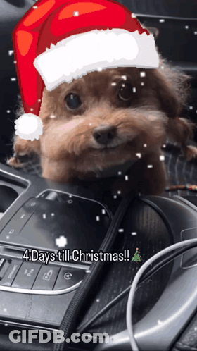 A Small Brown Dog Wearing A Santa Hat And The Words 4 Days Till Christmas GIF