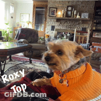 A Small Brown Dog Wearing An Orange Sweater Is Sitting On A Blanket In A Living Room GIF