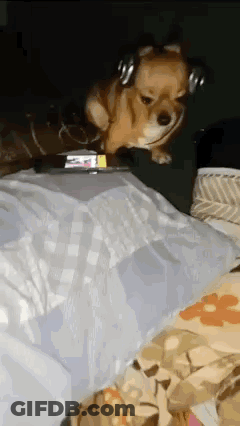 A Small Brown Dog Wearing Headphones Is Sitting On A Bed . GIF