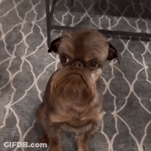 A Small Brown Dog With A Long Beard Sitting On A Rug GIF