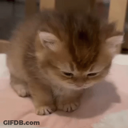 A Small Brown Kitten Is Sitting On A Pink Blanket On A Bed . GIF