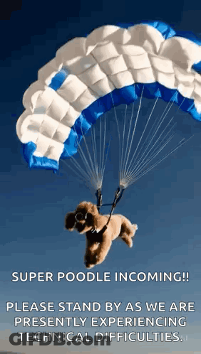 A Small Brown Poodle Is Flying Through The Air With A Parachute . GIF