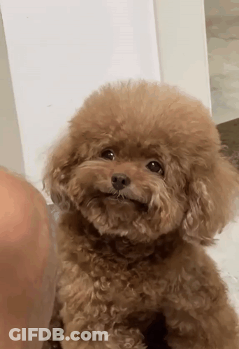 A Small Brown Poodle Is Sitting Next To A Person 'S Knee And Looking At The Camera . GIF