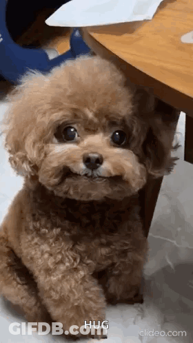A Small Brown Poodle Is Sitting Next To A Table And Smiling . GIF