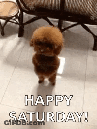 A Small Brown Poodle Is Standing On Its Hind Legs In A Living Room . GIF