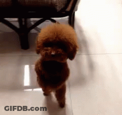 A Small Brown Poodle Is Standing On Its Hind Legs On A Tiled Floor GIF