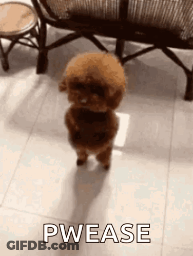 A Small Brown Poodle Is Standing On Its Hind Legs On A Tiled Floor In A Living Room . GIF