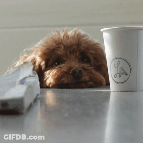 A Small Brown Poodle Laying Next To A La Cup GIF