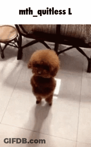 A Small Brown Poodle Standing On Its Hind Legs With The Caption Mth_quitless L. GIF