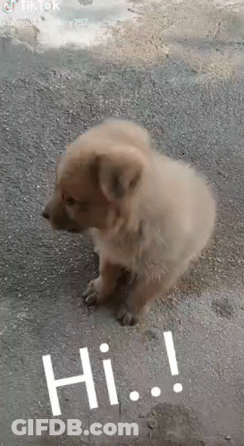 A Small Brown Puppy Is Sitting On The Ground And Looking At The Camera . GIF