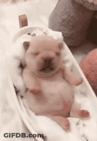 A Small Brown Puppy Is Sleeping In A Crib With Its Eyes Closed GIF