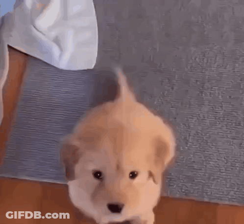 A Small Brown Puppy Is Standing On A Wooden Floor . GIF