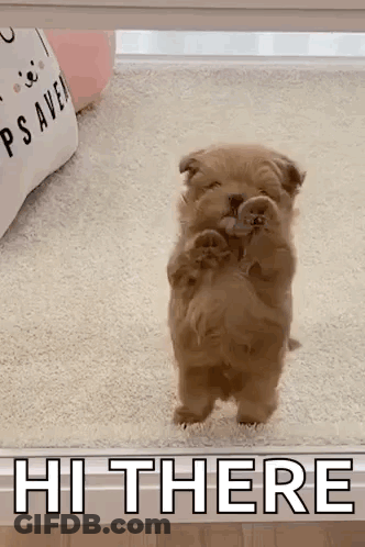 A Small Brown Puppy Is Standing On Its Hind Legs In Front Of A Sign That Says `` Hi There '' . GIF