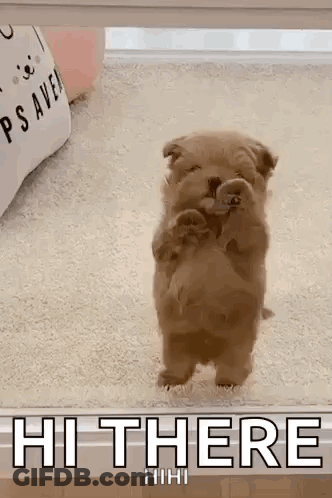 A Small Brown Puppy Is Standing On Its Hind Legs On A Carpet And Says Hi There . GIF