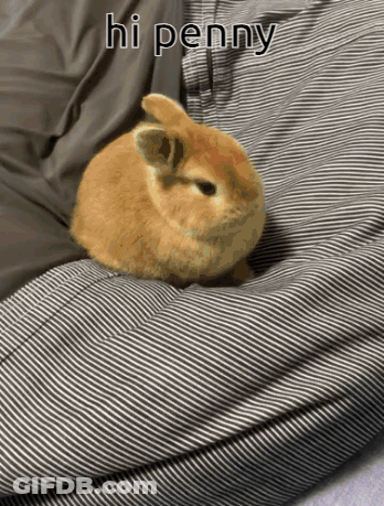 A Small Brown Rabbit Is Laying On A Striped Blanket With The Words Hi Penny Written Above It GIF