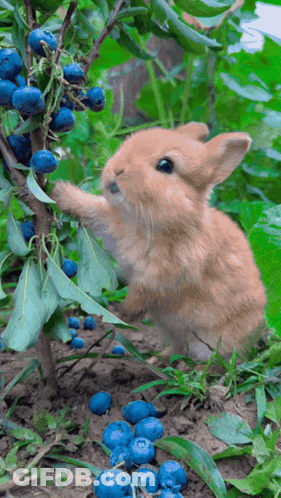 A Small Brown Rabbit Is Reaching For Blueberries On A Tree GIF