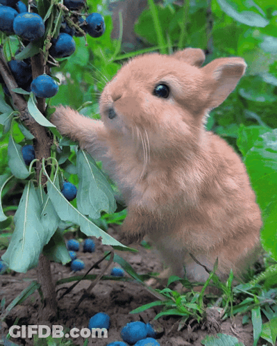 A Small Brown Rabbit Is Reaching For Blueberries On A Tree Branch GIF