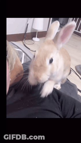 A Small Brown Rabbit Is Sitting On A Person 'S Shoulder GIF