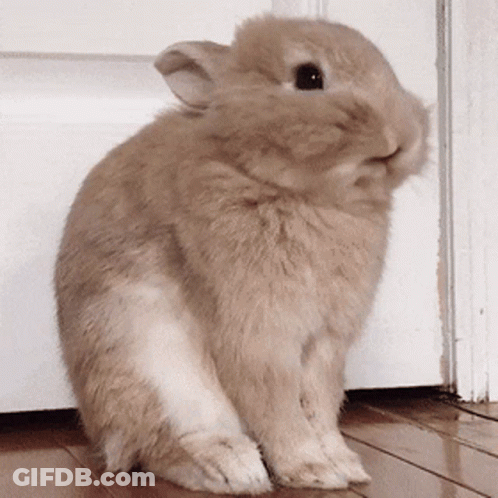 A Small Brown Rabbit Is Sitting On A Wooden Floor In Front Of A White Door GIF