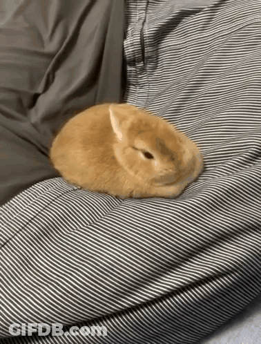 A Small Brown Rabbit Is Sleeping On A Striped Blanket On A Couch . GIF