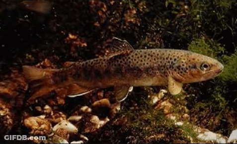 A Small Brown Trout Is Swimming In A River . GIF