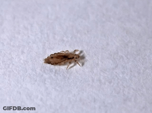 A Small Bug Is On A White Surface Under The Words Amk Yer Bitti GIF