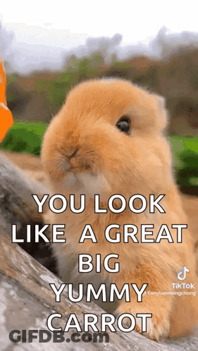 A Small Bunny Rabbit Is Sitting On A Log With The Words `` You Look Like A Great Big Yummy Carrot '' GIF