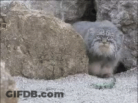 A Small Cat Is Laying On The Ground Between Two Rocks . GIF