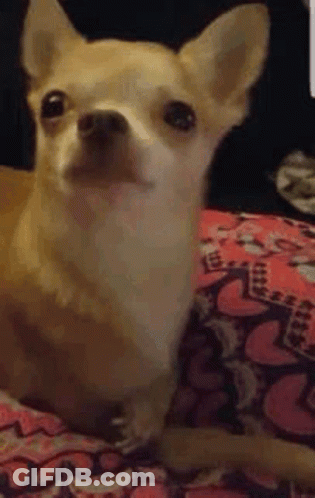 A Small Chihuahua Dog Is Laying On A Blanket On A Bed . GIF