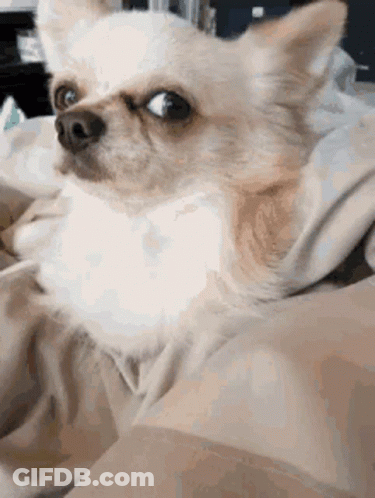 A Small Chihuahua Dog Is Sitting On A Bed With A Blanket On It . GIF