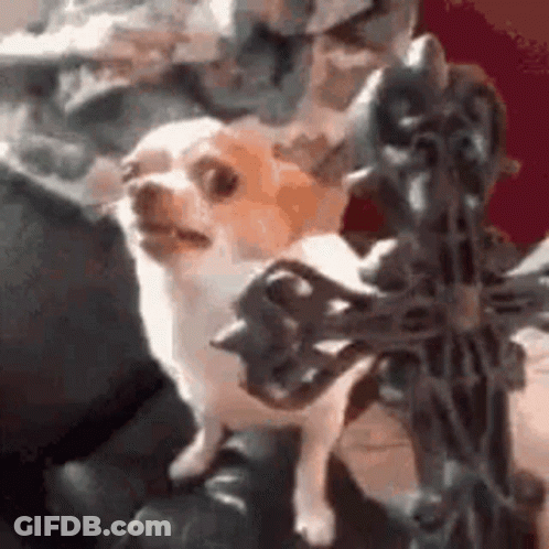 A Small Chihuahua Dog Is Sitting On A Couch Next To A Statue . GIF