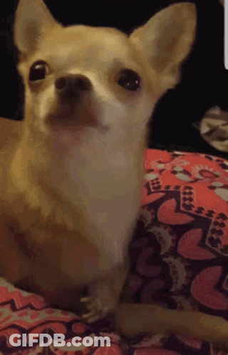 A Small Chihuahua Dog Laying On A Bed GIF
