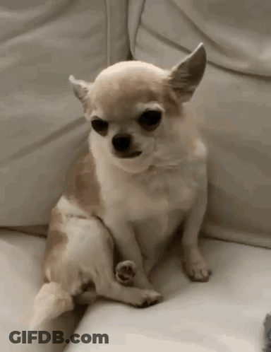 A Small Chihuahua Is Sitting On A White Couch . GIF
