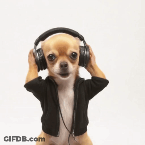 A Small Chihuahua Wearing Headphones And A Black Jacket GIF