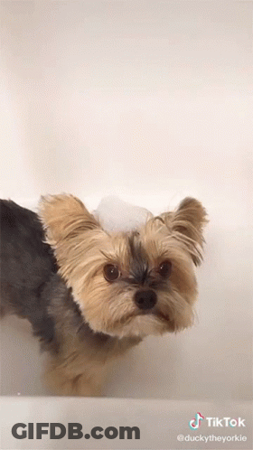 A Small Dog In A Bathtub With Bubbles On Its Head And A Tiktok Watermark GIF