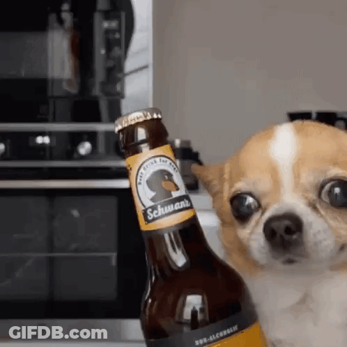 A Small Dog Is Holding A Bottle Of Beer In Front Of It . GIF