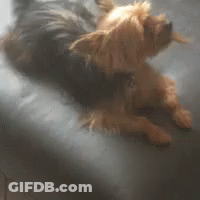 A Small Dog Is Laying Down On A Bed GIF