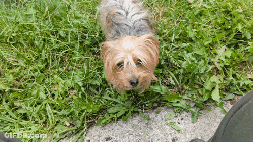 A Small Dog Is Laying In The Grass And Looking Up At The Camera GIF