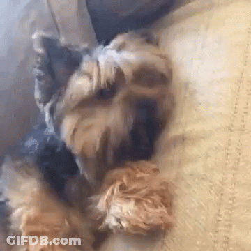 A Small Dog Is Laying On A Bed With Its Head On A Blanket . GIF