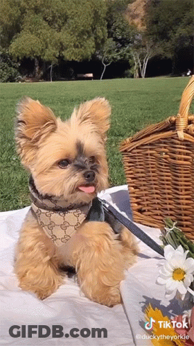 A Small Dog Is Laying On A Blanket Next To A Wicker Basket And Flowers GIF