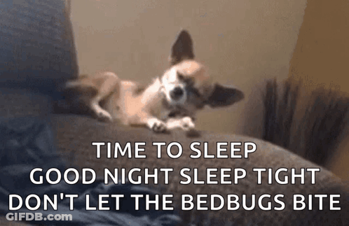 A Small Dog Is Laying On A Couch With The Words Time To Sleep Good Night Sleep Tight Don 'T Let The Bedbugs Bite GIF