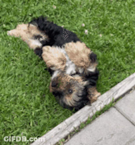 A Small Dog Is Laying On Its Back In The Grass Near A Sidewalk . GIF